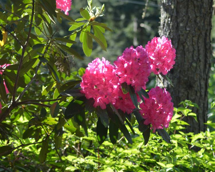 Whatcom Meadows Camping Association